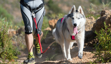 Canicross - Cani VTT